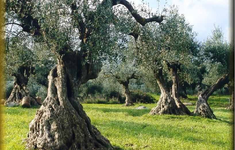 Γιορτή Ελιάς στο 12ο Δημοτικό Σχολείο Χαλκίδας