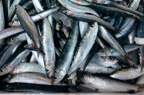Εξαφανίζονται από τις ελληνικές θάλασσες σαρδέλες, συναγρίδες, γόπες και μπακαλιάρος