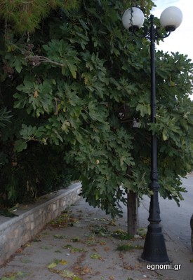 Δέντρο στον Καράμπαμπα κλείνει το πεζοδρόμιο