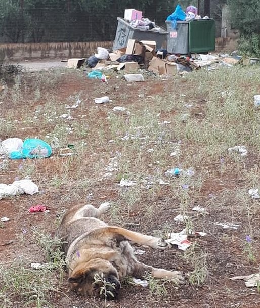 ΜΑΛΑΚΩΝΤΑΣ: Ψοφίμια και σκουπίδια στον άλλοτε παιδότοπο