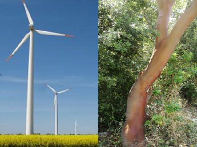 ΜΑΚΙΣΤΟΣ: Πρέπει να βρεθεί ισορροπία μεταξύ της ανάπτυξης και της προστασίας της φύσης