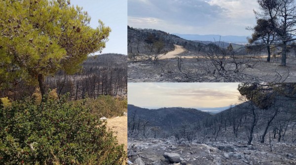 ΔΗΜΟΣ ΧΑΛΚΙΔΕΩΝ: Σε κατάσταση έκτακτης ανάγκης οι Κοινότητες Αφρατίου και Φύλλων