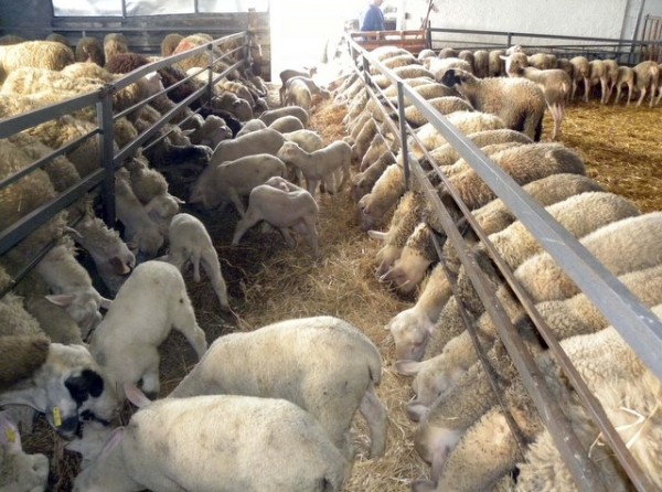 Διευκρινήσεις για την έκδοση άδειας διατήρησης κτηνοτροφικών εγκαταστάσεων