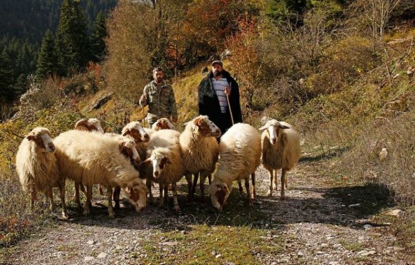 Έκτακτη ενίσχυση στους κτηνοτρόφους της Εύβοιας