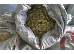 Ψάρεψε 93 κιλά χασίς!