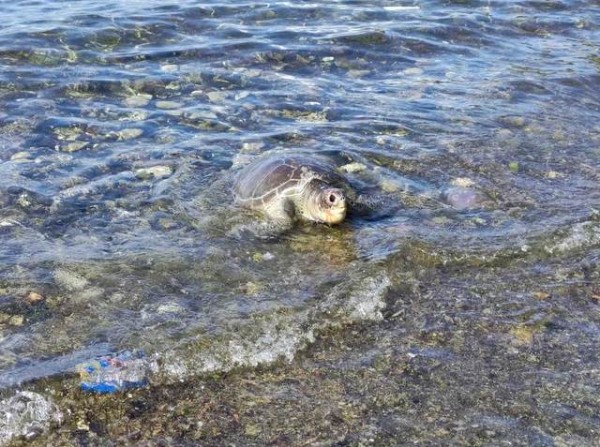 ΧΑΛΚΙΔΑ: Δύο θαλάσσιες χελώνες νεκρές στην περιοχή του Φάρου