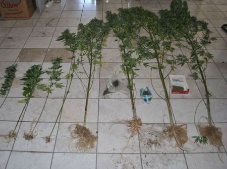 Καλλιεργούσε χασίς στον κήπο του