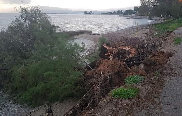 Ο αέρας έσπασε αλμυρίκι στην παραλία της Έξω Παναγίτσας