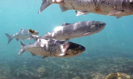 Ο πλανήτης εκπέμπει SOS: Κοπάδι σολομών ψήθηκε μέσα στο νερό λόγω των ακραίων θερμοκρασιών