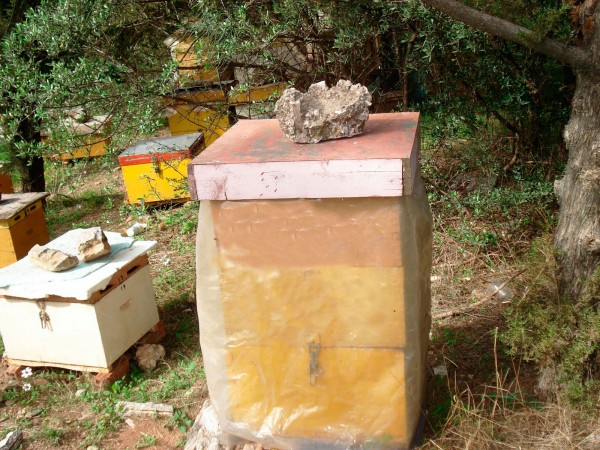 Εκλεψαν μελίσσια από την Καμαρίτσα!