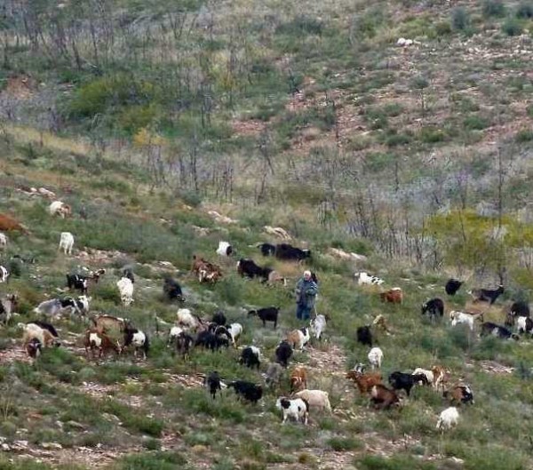 ΔΑΣΑΡΧΕΙΟ ΛΙΜΝΗΣ: Σήκωσε βαρβάτο απαγορευτικό για τη βόσκηση στα καμένα