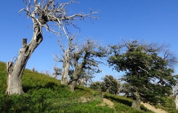 ΚΑΡΥΣΤΙΑ: Μαζεύουν υπογραφές για να σώσουν τον Καστανόλογγο