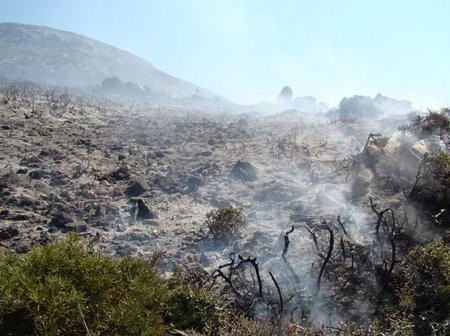 600 στρέμματα κάηκαν στην Σκύρο!
