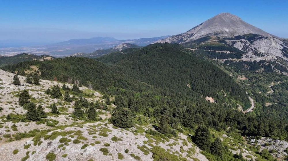 ΧΑΛΚΙΔΑ: Εξόρμηση στο μοναδικό δάσος Ξηροβουνίου από τον Σύλλογο Σιδερίτης