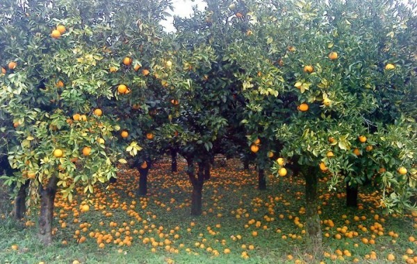 Μπαίνουν σήμερα λεφτά σε τραπεζικούς λογαριασμούς αγροτών