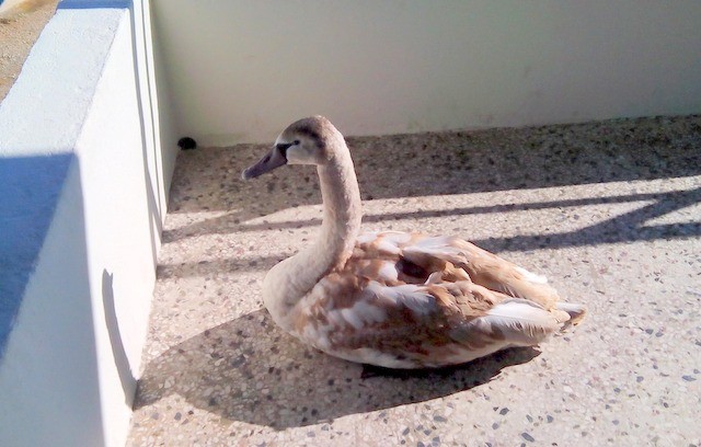 Οι λιμενικοί έσωσαν τραυματισμένο κύκνο στην Κύμη