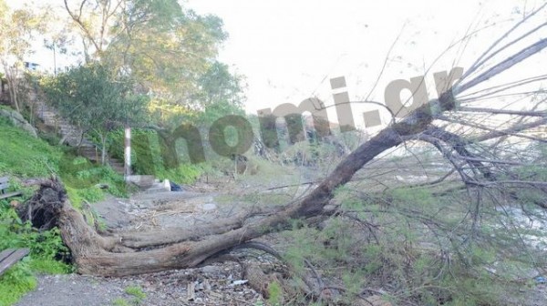 ΧΑΛΚΙΔΑ: Έσπασαν τα δένδρα στην παραλία Δέλτα της Μέσα Παναγίτσας