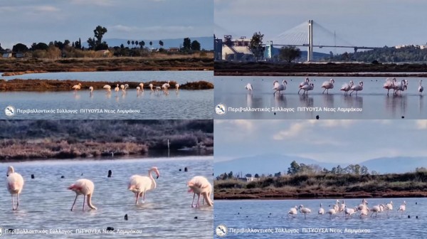 ΛΑΜΨΑΚΟΣ: Ήρθαν πάλι τα πανέμορφα φλαμίνγκο στις Αλυκές Κοπανά (VIDEO)