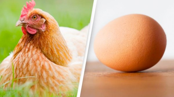 Η κότα έκανε το αβγό ή το αβγό την κότα;;