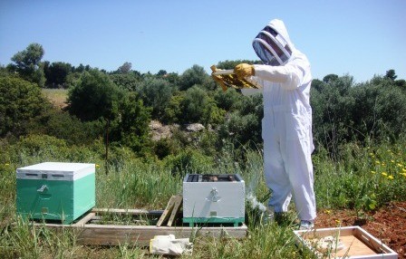 ΒΟΡΕΙΑ ΕΥΒΟΙΑ: Πολλά παράπονα των μελισσοκόμων από την κυβέρνηση