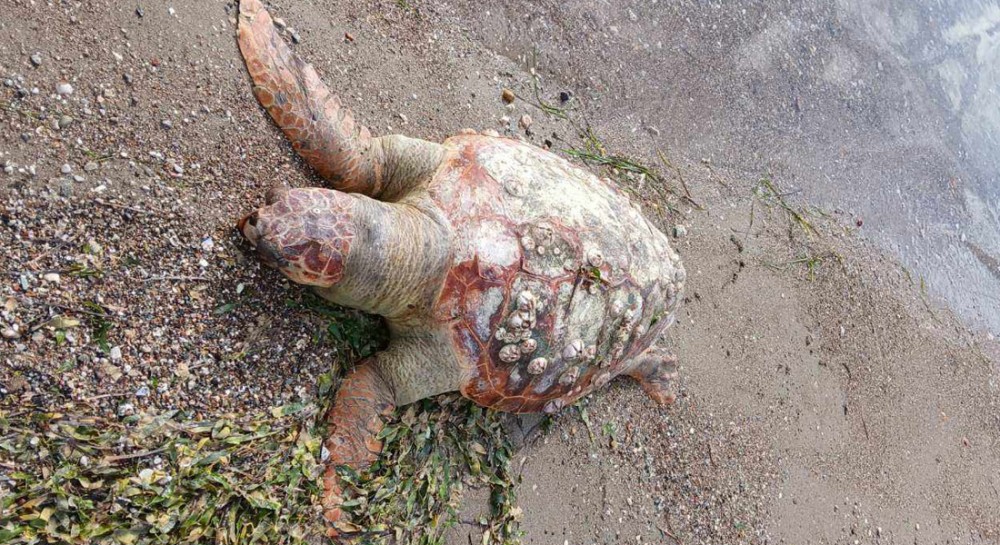 Νεκρή χελώνα καρέτα - καρέτα στον Φάρο Αυλίδας