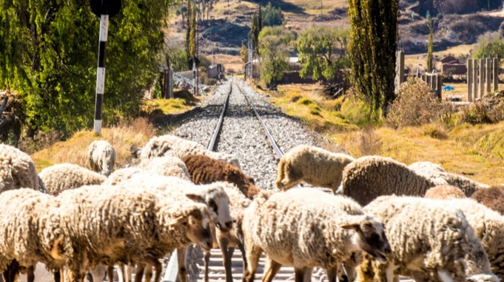 Βοιωτία: Τρένο με 400 επιβάτες συγκρούστηκε με κοπάδι ζώων