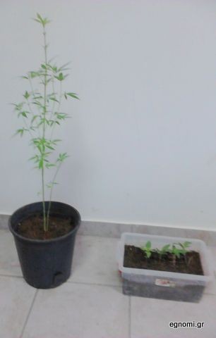 Φύτεψε χασίς σε γλάστρες