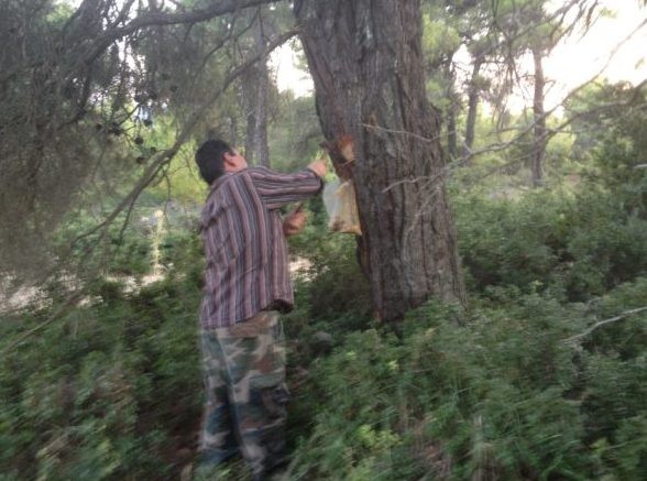 ΒΟΡΕΙΑ ΕΥΒΟΙΑ: Αναρτήθηκαν οι οριστικοί πίνακες για τον Βʼ κύκλο του ειδικού προγράμματος απασχόλησης ρητινεργατών