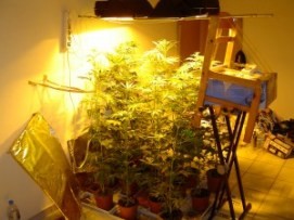 20χρονος καλλιεργούσε κάνναβη στο υπνοδωμάτιό του!