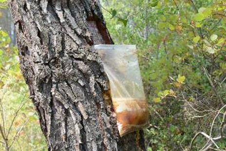 ΡΗΤΙΝΟΚΑΛΛΙΕΡΓΗΤΕΣ ΒΟΡΕΙΟΚΕΝΤΡΙΚΗΣ ΕΥΒΟΙΑΣ: Τους αφάνισε η «Μήδεια»