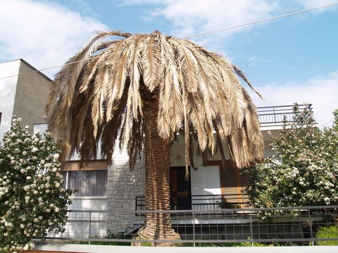 Το κόκκινο σκαθάρι της αδιαφορίας