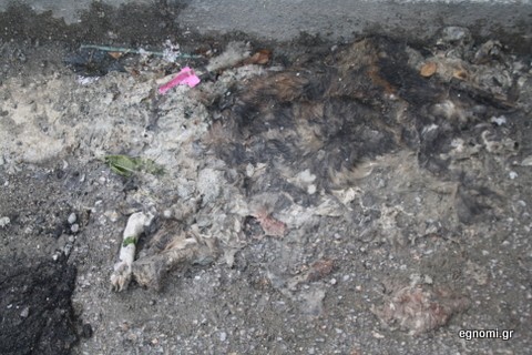 Η γάτα έγινε ...χαλκομανία