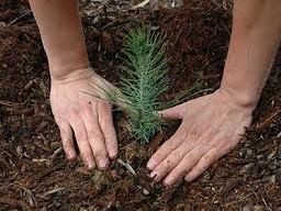 Τα κατηχητόπουλα φύτεψαν 120 δενδράκια