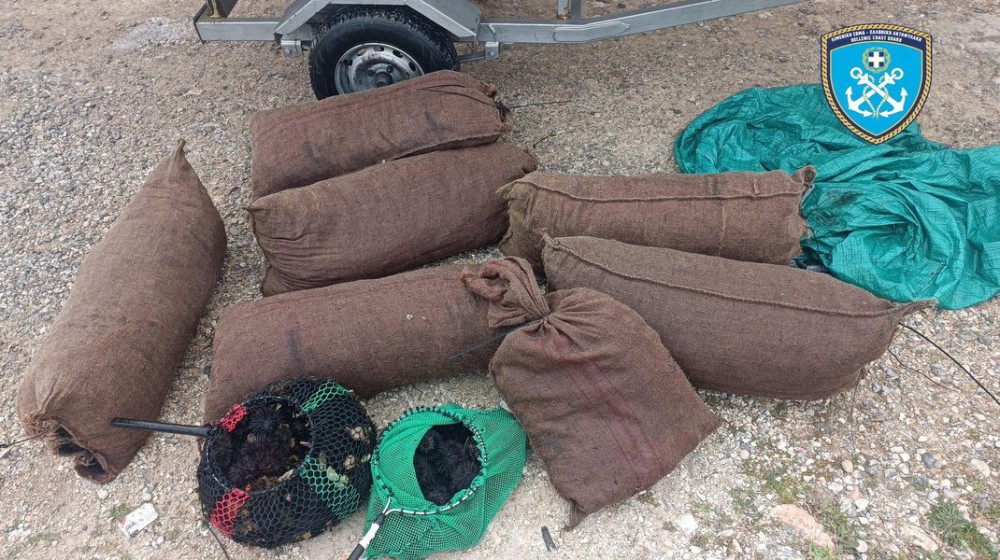 Ψάρεψαν παράνομα 6000 αχινούς στο Βόρειο Ευβοϊκό Κόλπο (φωτό)