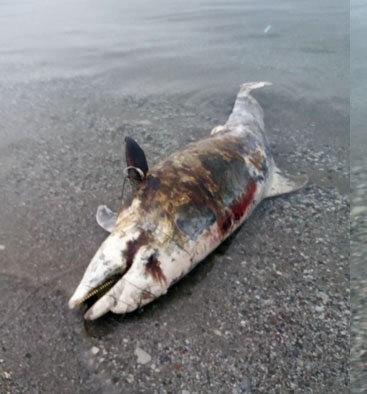 Ξεβράστηκε νεκρό δελφίνι