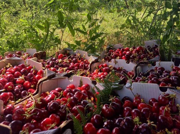 Γιορτή Κερασιού στο Μετόχι: Θα γίνει χαμός!