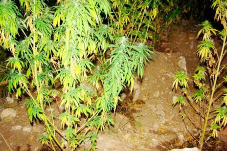 Βρέθηκε χασισοφυτεία στους Καλλιανούς Καρύστου