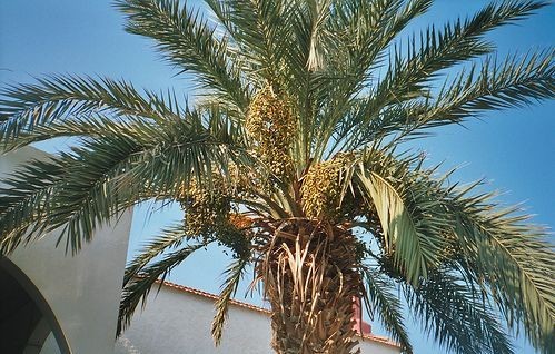 Το Κόκκινο Σκαθάρι ξανά σε δράση