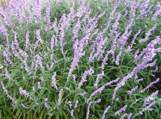 ΔΑΣΑΡΧΕΙΟ ΧΑΛΚΙΔΑ: Αυτά είναι τα αρωματικά φυτά που επιτρέπεται να μαζεύουν οι πολίτες από τα δάση