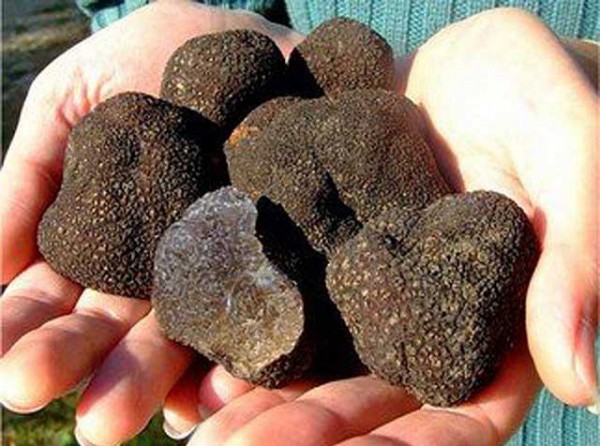 ΒΟΡΕΙΑ ΕΥΒΟΙΑ: Ημερίδες για την καλλιέργεια τρούφας σε Λίμνη και Ιστιαία