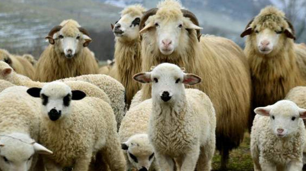 H Leader αγόρασε τις Ελληνικές φάρμες