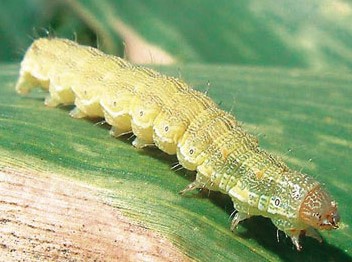 Παρακολούθηση σκουληκιών στην Εύβοια!