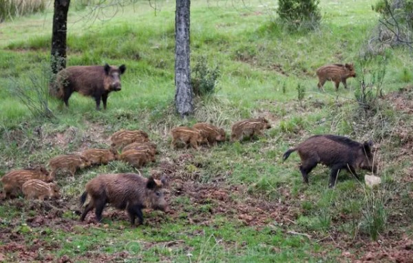 Αναφορά στη Βουλή για τα προβλήματα που προκαλούν τα αγριογούρουνα στην περιοχή Μαντουδίου