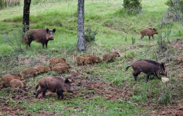 Αναφορά στη Βουλή για τα προβλήματα που προκαλούν τα αγριογούρουνα στην περιοχή Μαντουδίου