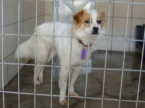 189.000 ευρώ για το Δημοτικό Κυνοκομείο