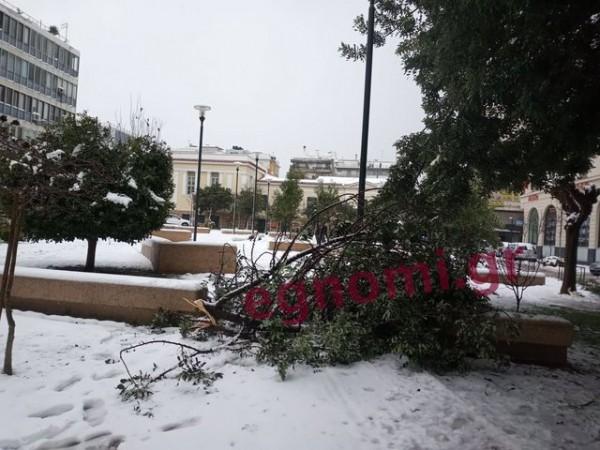 ΧΑΛΚΙΔΑ: Έσπασαν πολλά κλαδιά από το χιονιά
