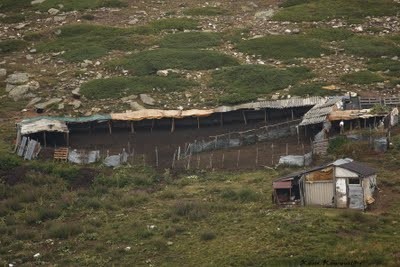 ΚΥΜΗ: Βρήκαν παράνομη καραμπίνα σε μαντρί