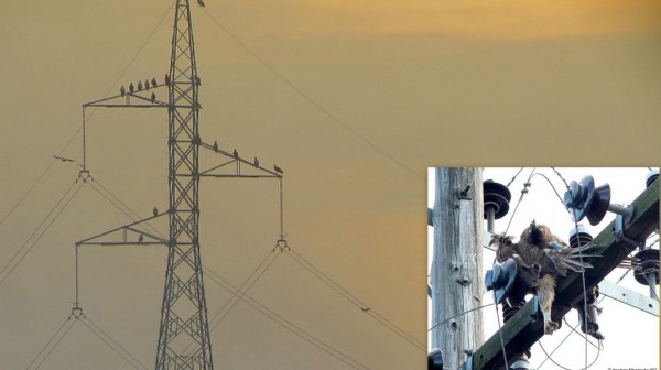 Πρωτοβουλία για την προστασία του Σπιζαετού στη Νότια Εύβοια