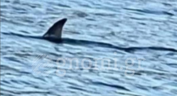 Θαλάσσιο κήτος εμφανίστηκε στο Κουρέντι