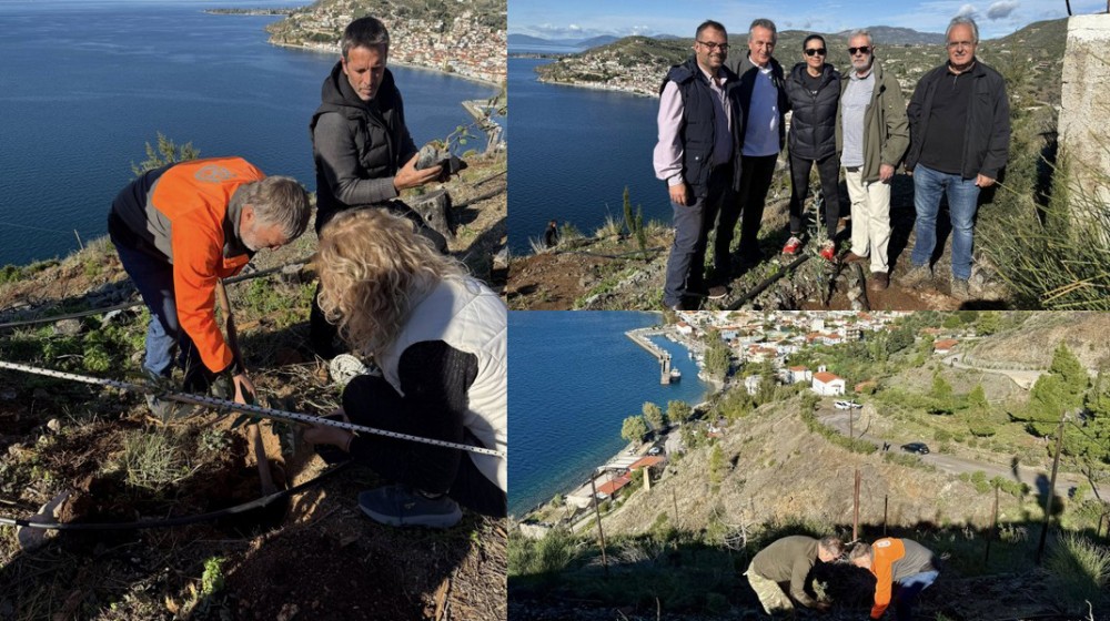 ΛΙΜΝΗ ΕΥΒΟΙΑΣ: Δενδροφύτευση από το Δασαρχείο και εθελοντική οργάνωση